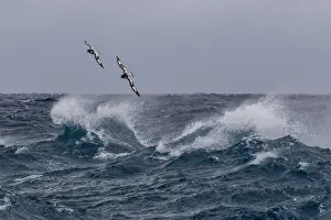 Adult cape petrels (Daption capense) in rough seas in English Strait, South Shetland Islands