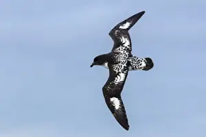 Petrel Prints: Adult cape (pintado) petrel (Daption capense) in flight