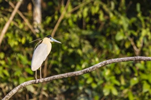 Adult capped heron (Pilherodius pileatus), Rio Yanayacu, Pacaya-Samiria National Reserve