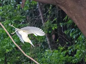 Enthusiasts Prints: An adult capped heron, Pilherodius pileatus