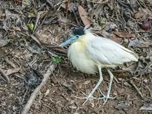 Shorebird Prints: An adult capped heron, Pilherodius pileatus
