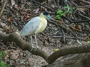 Limbs Prints: An adult capped heron, Pilherodius pileatus
