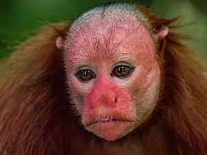 Bald Prints: An adult captive bald uakari, Cacajao calvus