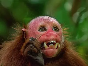 Bald Prints: An adult captive bald uakari, Cacajao calvus