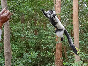 Rare Prints: Adult captive black and white ruffed lemur leaps among trees in Madagascar rain forest on Lemur Island