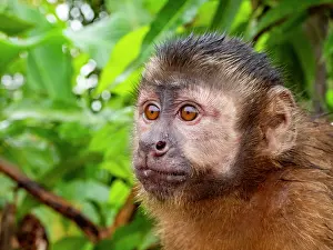 Skills Prints: An adult captive brown capuchin monkey