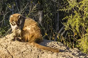 Tucson Prints: Adult captive coatimundi (Nasua nasua) at the Arizona Sonora Desert Museum