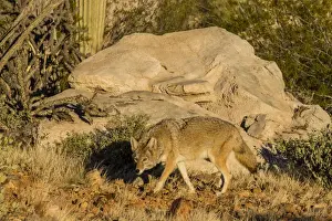 Coyote Prints: Adult captive coyote (Canis latrans) at the Arizona Sonora Desert Museum