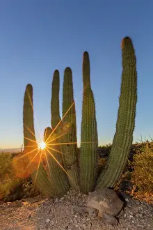 Arizona Prints: Adult captive desert tortoise (Gopherus agassizii) at sunset at the Arizona Sonora Desert Museum