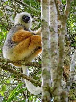 Ecology Prints: Adult captive diademed sifaka sits in a tree on Lemur Island in Madagascar observing its surroundings