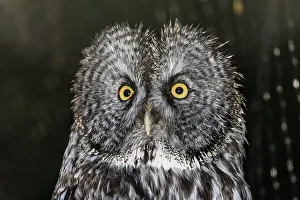 Sitka Prints: Adult captive great grey owl (Strix nebulosa)