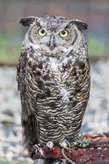Sitka Prints: Adult captive great horned owl (Bubo virginianus)