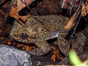 Reptile Prints: Adult captive Mantidactylus grandidieri frog observed in a tank habitat in Madagascar on a sunny day in Andasibe