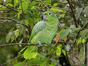 Viewing Prints: Adult captive mealy Amazon, Amazona farinosa