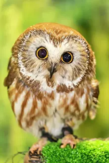 Sitka Prints: Adult captive northern saw-whet owl (Aegolius acadicus)