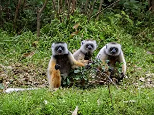 Adults Prints: Three adult captive sifaka eat leaves on Lemur Island in Madagascar during a sunny day