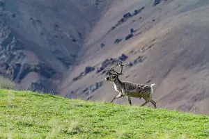 Antlers Prints: Adult caribou (Rangifer tarandus) in Denali National Park