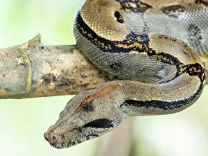 Snake Prints: An adult Central American boa (Boa imperator) during the day