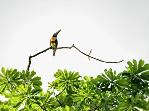Limbs Prints: An adult chestnut-eared aracari