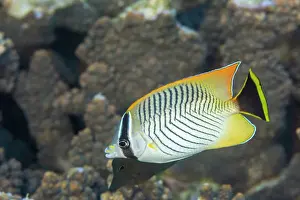 Striped Prints: An adult chevron butterflyfish (Chaetodon trifascialis)