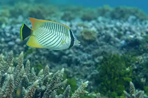 An adult chevron butterflyfish (Chaetodon trifascialis), off Bangka Island, near Manado, Sulawesi, Indonesia, Southeast Asia, Asia