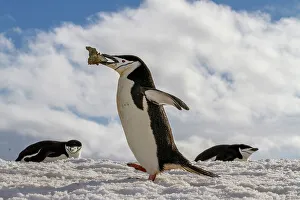 Snowy Landscape Prints: Adult chinstrap penguin (Pygoscelis antarctica)