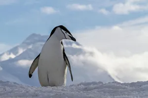 Animal Kingdom Prints: Adult chinstrap penguin (Pygoscelis antarctica)