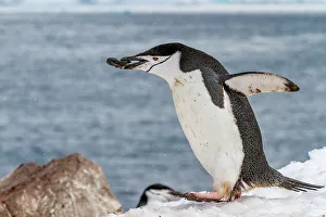 Coastal Area Prints: Adult chinstrap penguin (Pygoscelis antarctica)