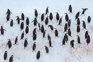 Colonies Prints: Adult chinstrap penguin (Pygoscelis antarctica)