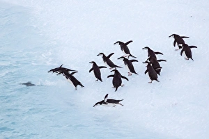 Adult chinstrap penguin (Pygoscelis antarctica), Half Moon Island, South Shetland Islands, Antarctica, Southern Ocean, Polar Regions