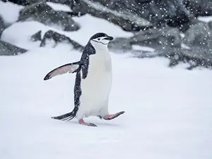 Wings Spread Prints: Adult chinstrap penguin (Pygoscelis antarcticus) walking in the snow on Half Moon Island