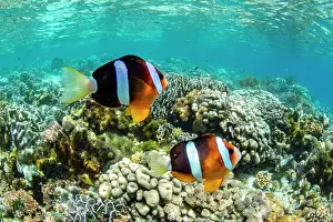 An adult Clarks anemonefish (Amphiprion clarkii) swimming over the reef near Bangka Island, Indonesia, Southeast Asia, Asia