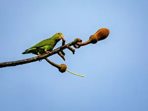 Avifauna Prints: An adult cobalt-winged parakeet