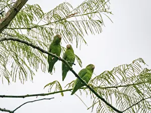 Awareness Prints: Three adult cobalt-winged parakeets