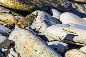 Carcass Island Prints: Adult Cobbs wren (Troglodytes cobbi), Carcass Island, South Atlantic Ocean, South America