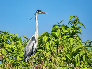 Heron Prints: An adult cocoi heron, Ardea cocoi