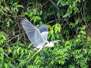 Beak Prints: An adult cocoi heron, Ardea cocoi