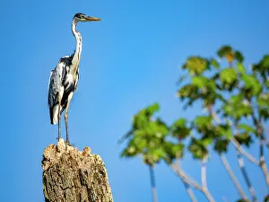 Stillness Prints: An adult cocoi heron, Ardea cocoi