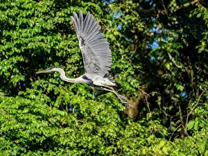 Graceful Prints: An adult cocoi heron, Ardea cocoi