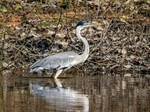 Plumage Prints: An adult cocoi heron, Ardea cocoi