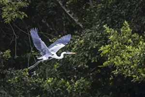 Adult Cocoi heron (Ardea cocoi) in flight on the Pacaya River, Upper Amazon River Basin