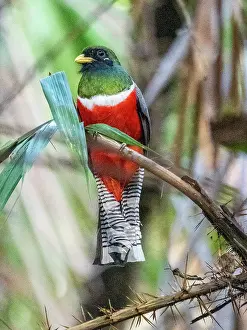 Viewing Prints: An adult collared trogon, Trogon collaris