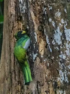 Plumage Prints: An adult collared trogon, Trogon collaris
