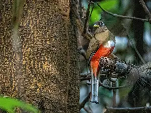Birding Prints: An adult collared trogon, Trogon collaris