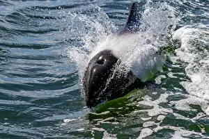 Photosynthesis Prints: Adult Commerson's dolphin (Cephalorhynchus commersonii)