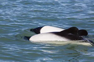 Santa Cruz Prints: Adult Commersons dolphins (Cephalorhynchus commersonii)