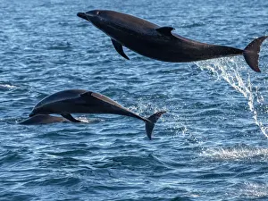 Impact Prints: Adult common bottlenose dolphins (Tursiops truncatus)