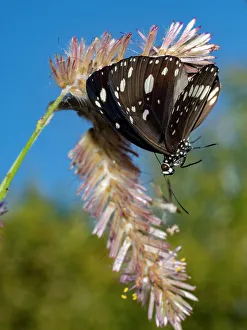 Natural Setting Prints: An adult common crow butterfly