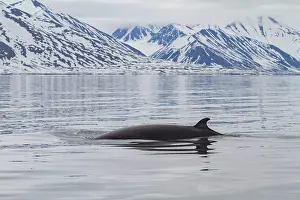Whale Prints: Adult common (northern) minke whale (Balaenoptera acutorostrata) sub-surface feeding in the Svalbard Archipelago