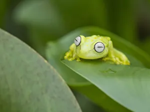 Rainforests Prints: An adult common polkadot treefrog (Hyla punctata), on the Pacaya River, Amazon Basin